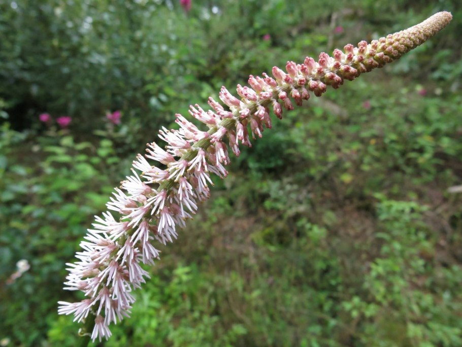 Сабадилла растение фото