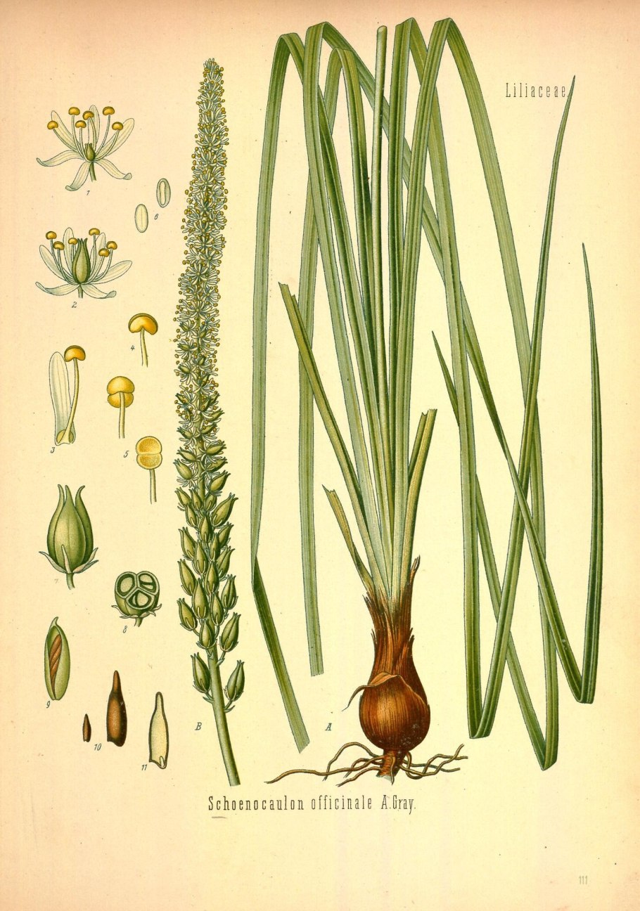 Меркуриус дульцис