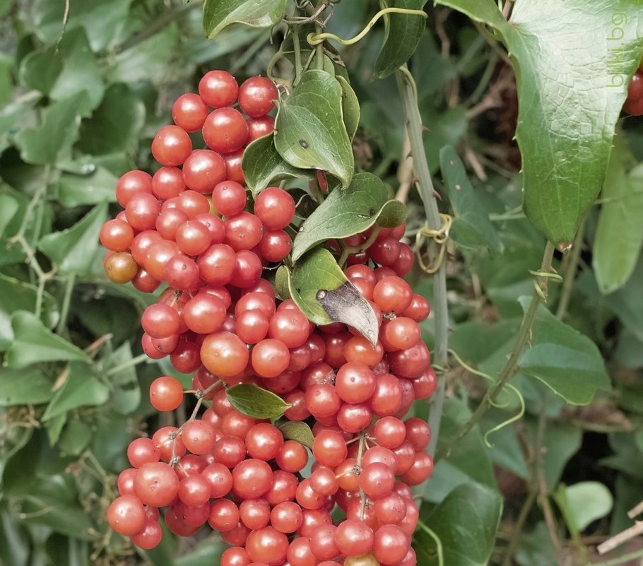 Сассапариль – смилакс высокий