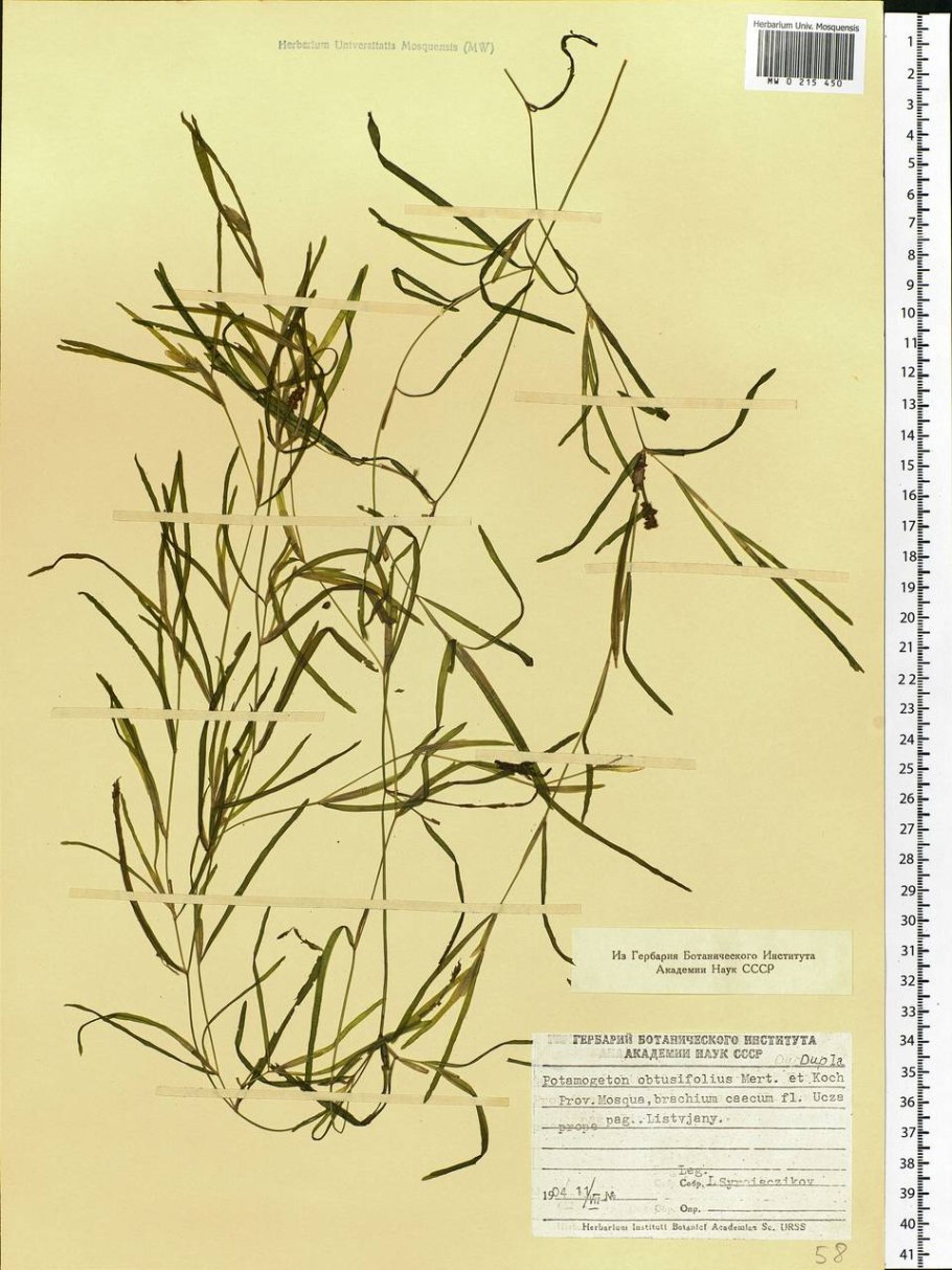 Potamogeton acutifolius