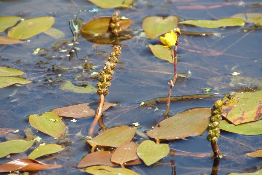 Горец Прибрежный