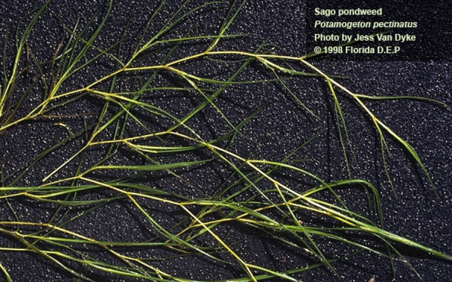 Рдест остролистный