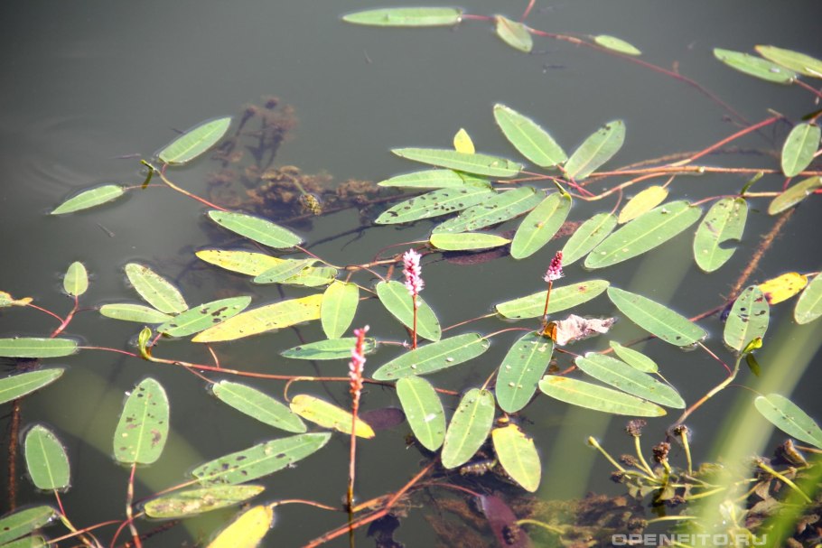 Potamogeton praelongus