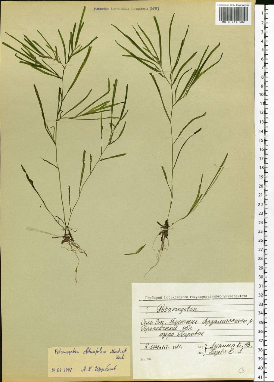 Potamogeton obtusifolius