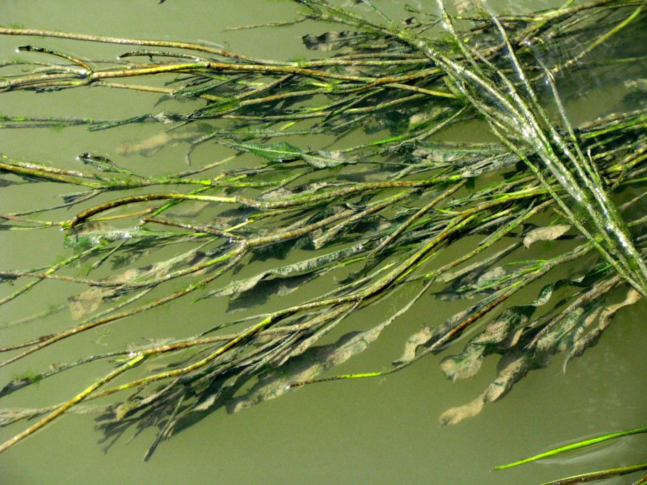 Рдест цветет