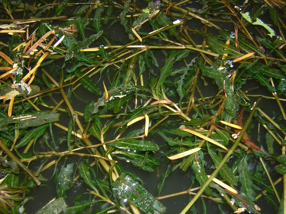Potamogeton nodosus