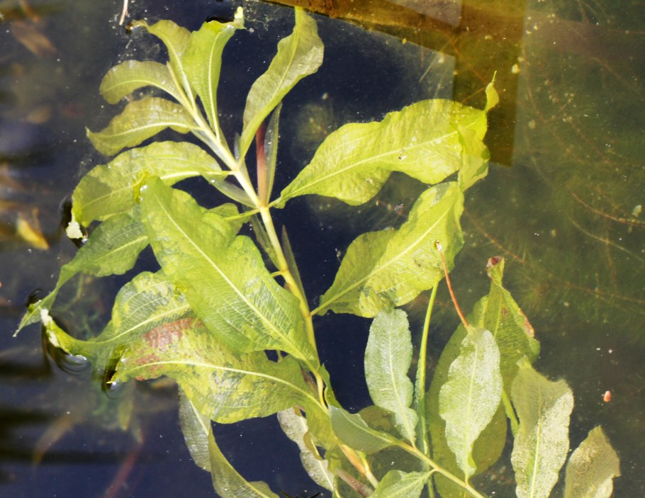 Погруженные листья с плавающими растениями листья