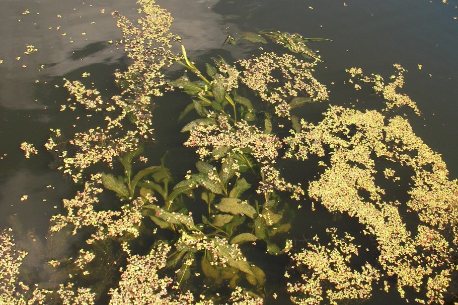 Уруть водная