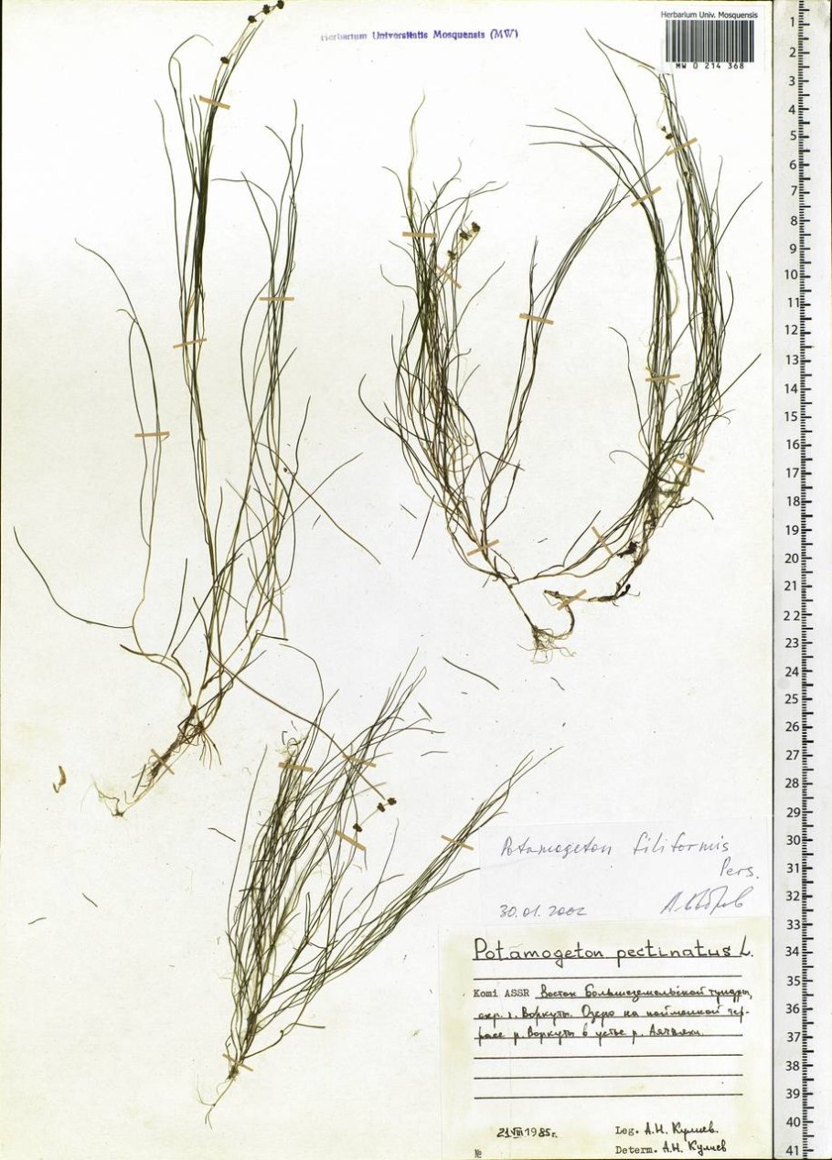 Рдест Potamogeton gramineus