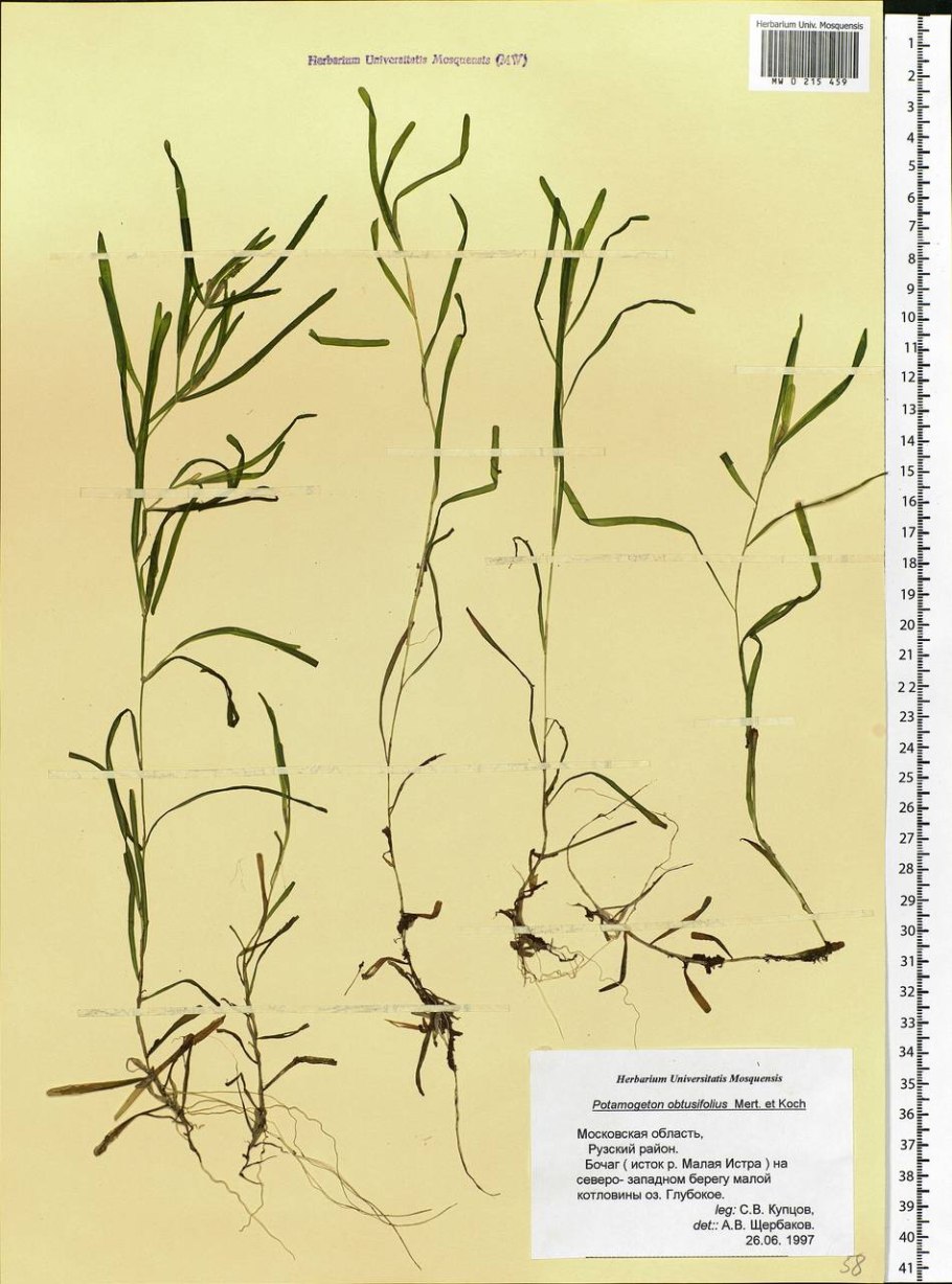 Рдест туполистный – Potamogeton obtusifolius Mert.et Koch