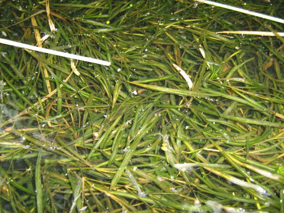 Элодея канадская цветет