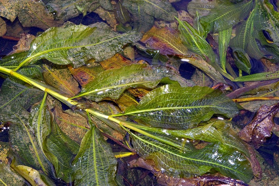 Potamogeton berchtoldii