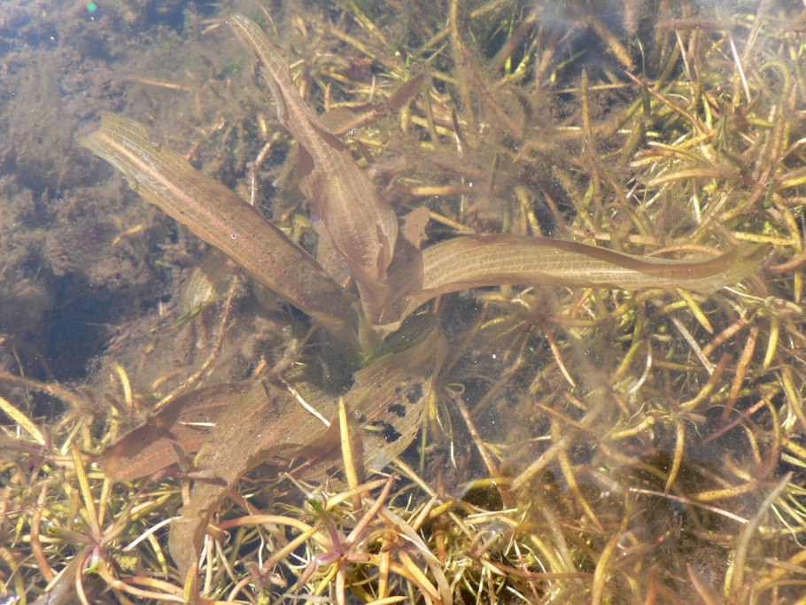 Potamogeton trichoides рдест волосовидный