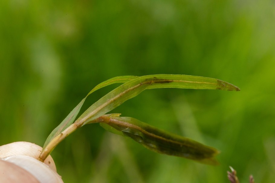 Рдест туполистный Potamogeton obtusifolius
