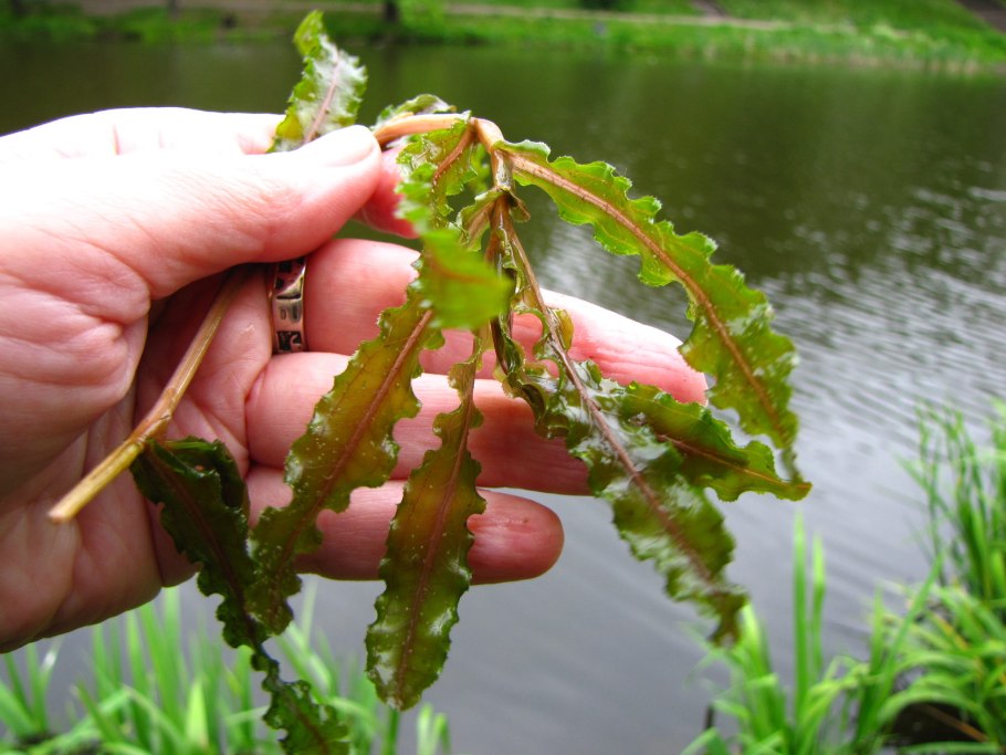 Рдест Potamogeton lucens
