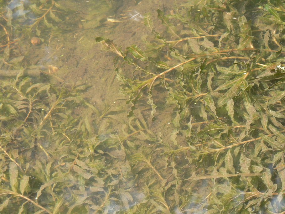 Potamogeton perfoliatus