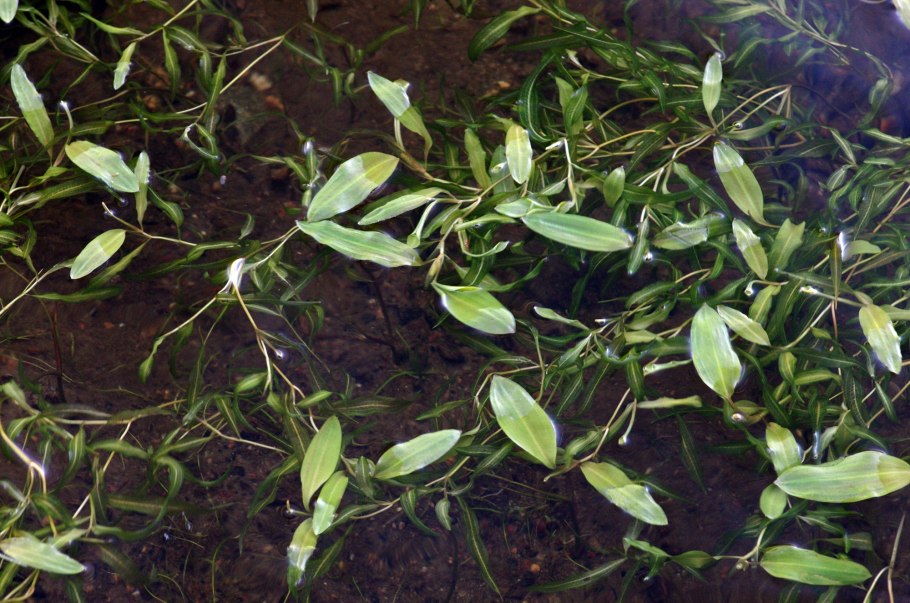 Пузырчатка или рдест