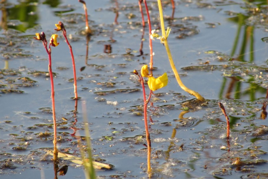 Рдест гребенчатый