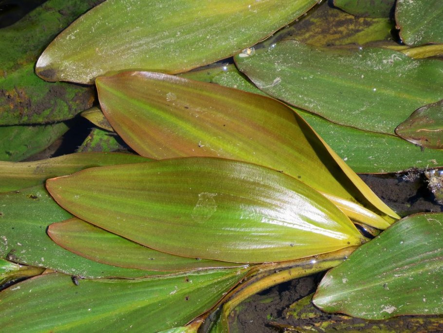 Potamogeton natans