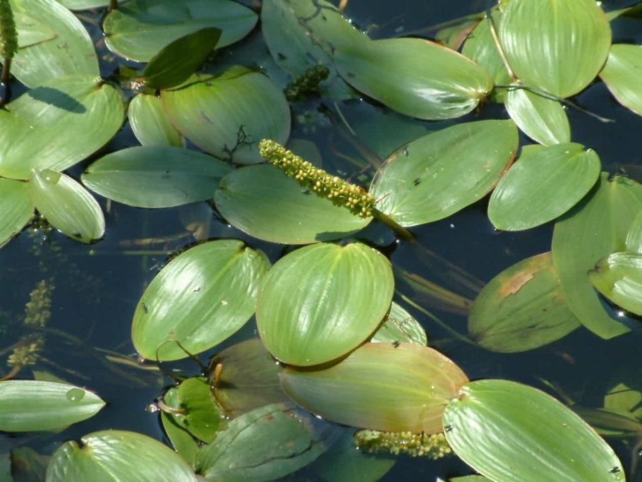 Pond Weed