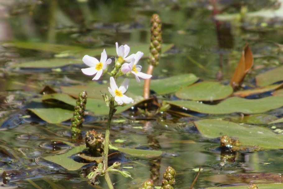 Рдест Гайя (пучок)