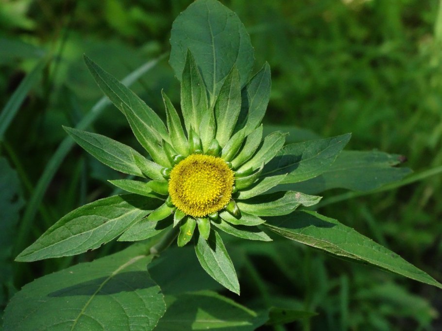 Зонтикоцветные зонтичные