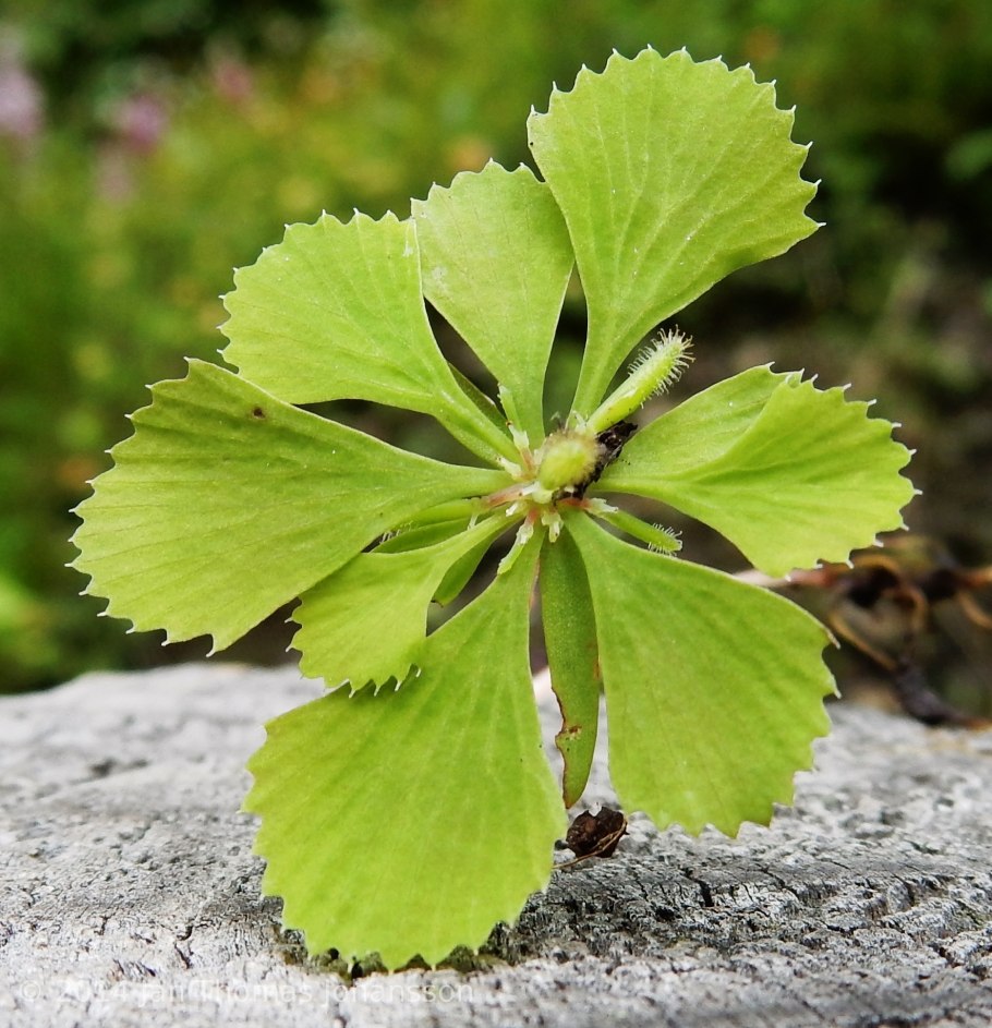 Цирцеастровые фото