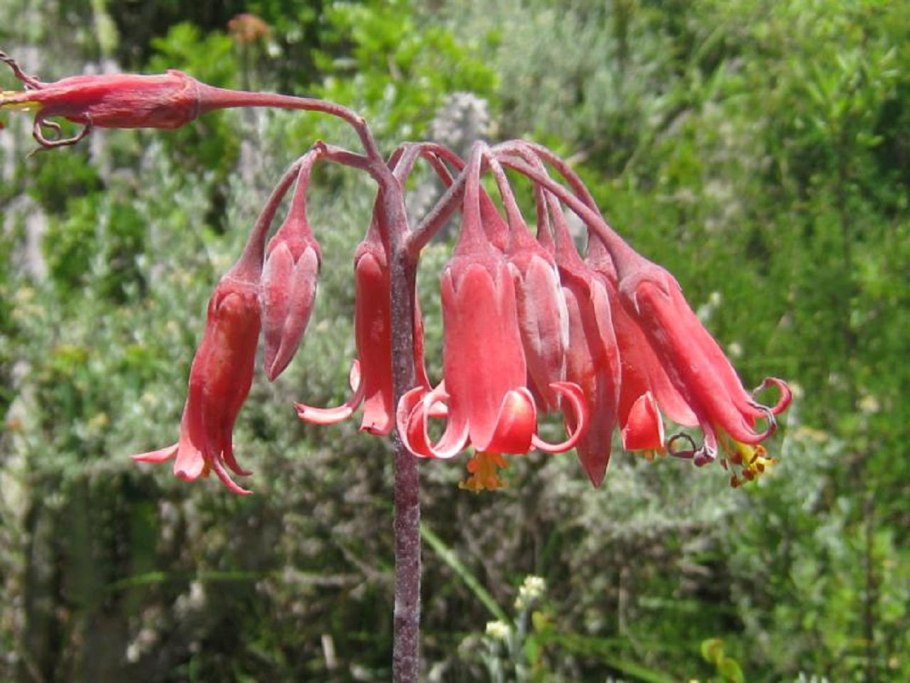 Лоаза Loasa triphylla