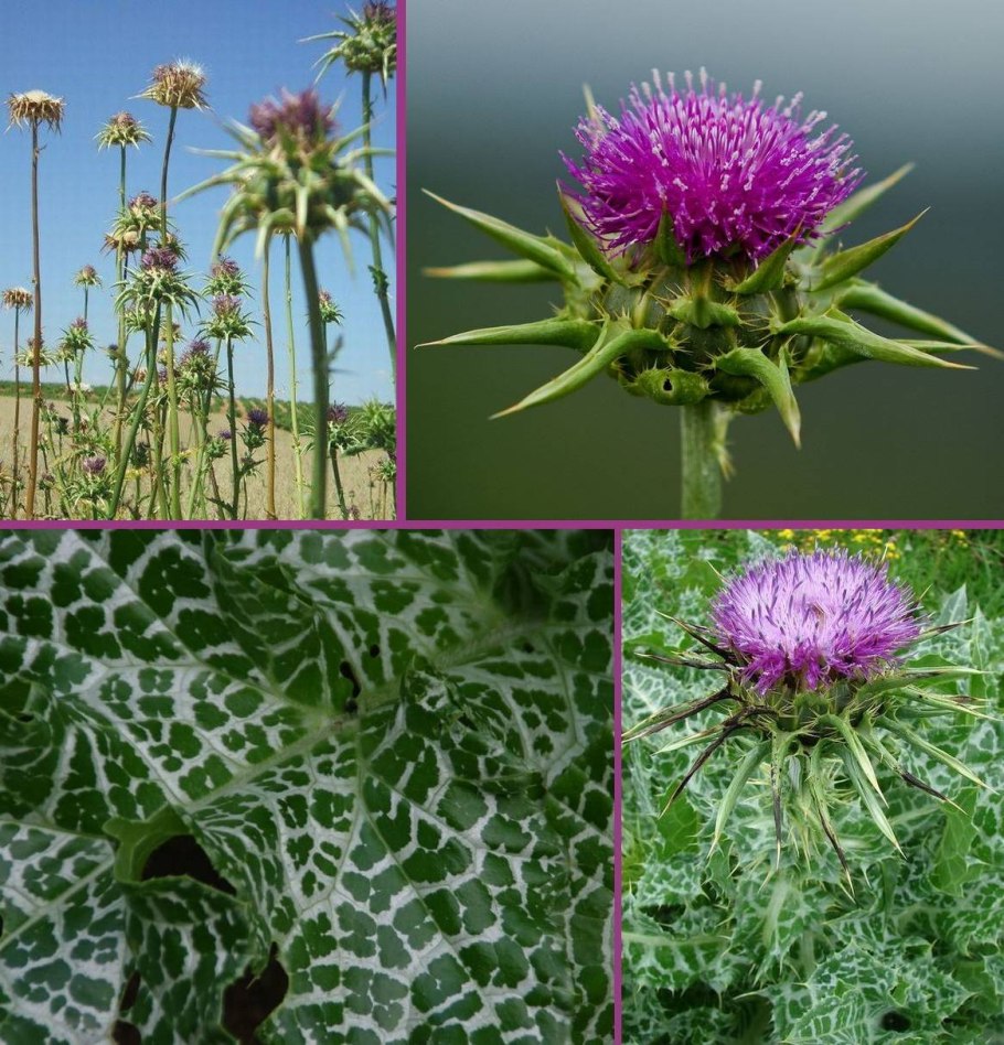 Парнолистник обыкновенный