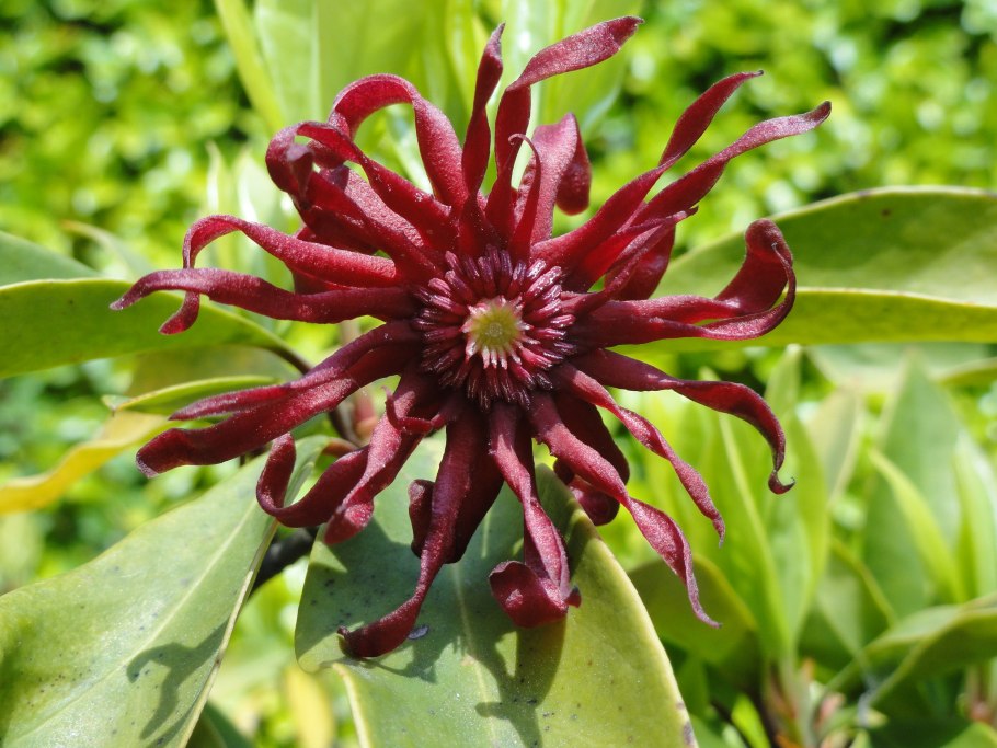 Растения Австралии кустарники