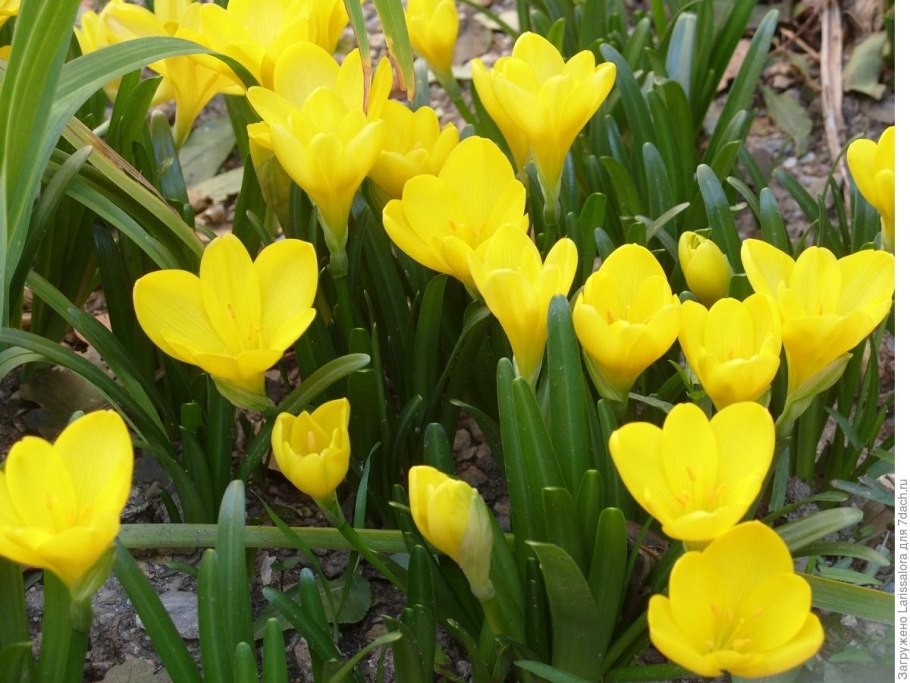 Штернбергия зимовникоцветковая