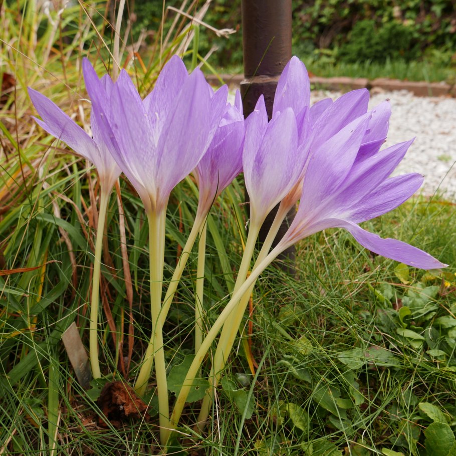 Штернбергия жёлтая