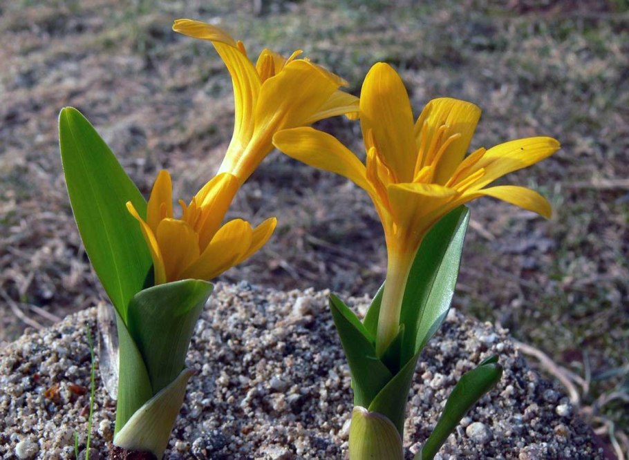 Безвременник желтый Colchicum luteum Golden Baby