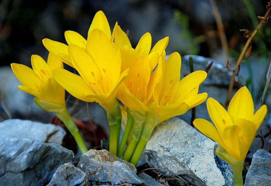 Штернбергия lutea