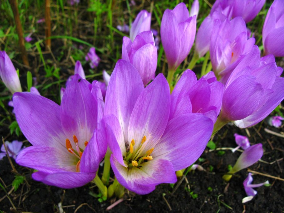 Штернбергия Фишера