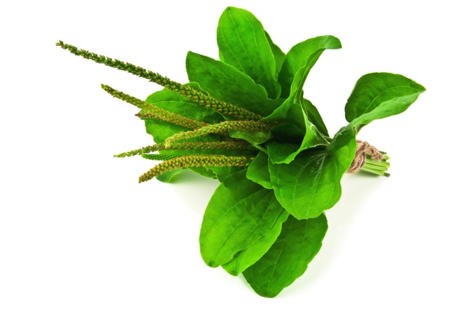 Подорожник на белом фоне