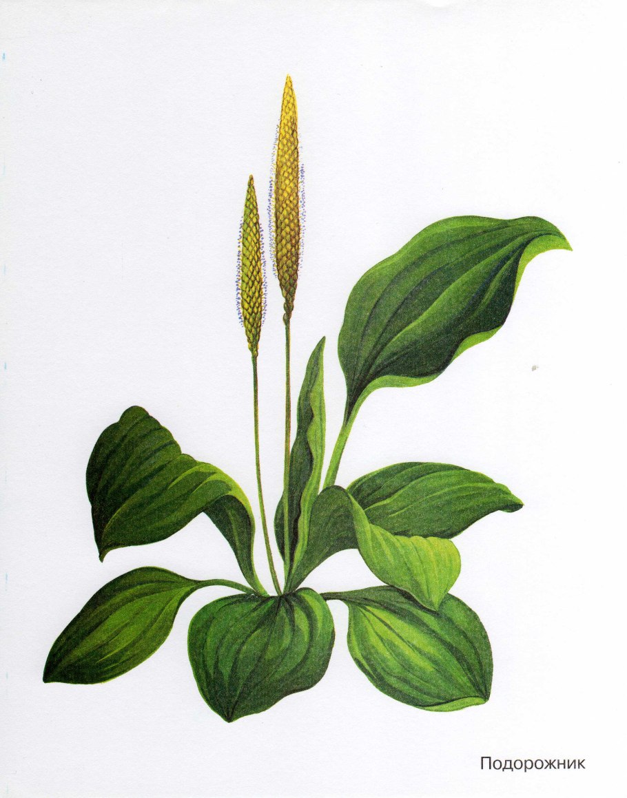 Подорожник широколистный