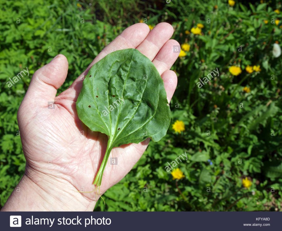 Лопух Полынь подорожник