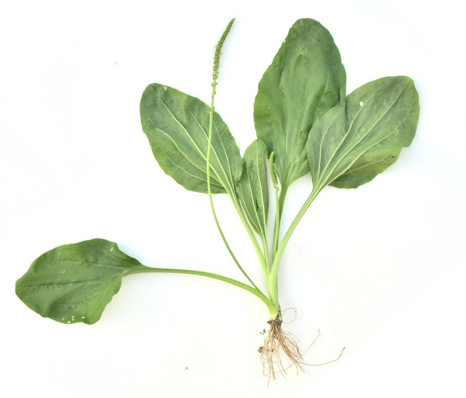 Подорожник обыкновенный