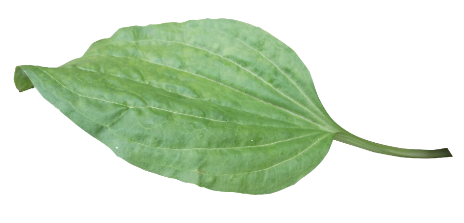 Листья подорожника большого