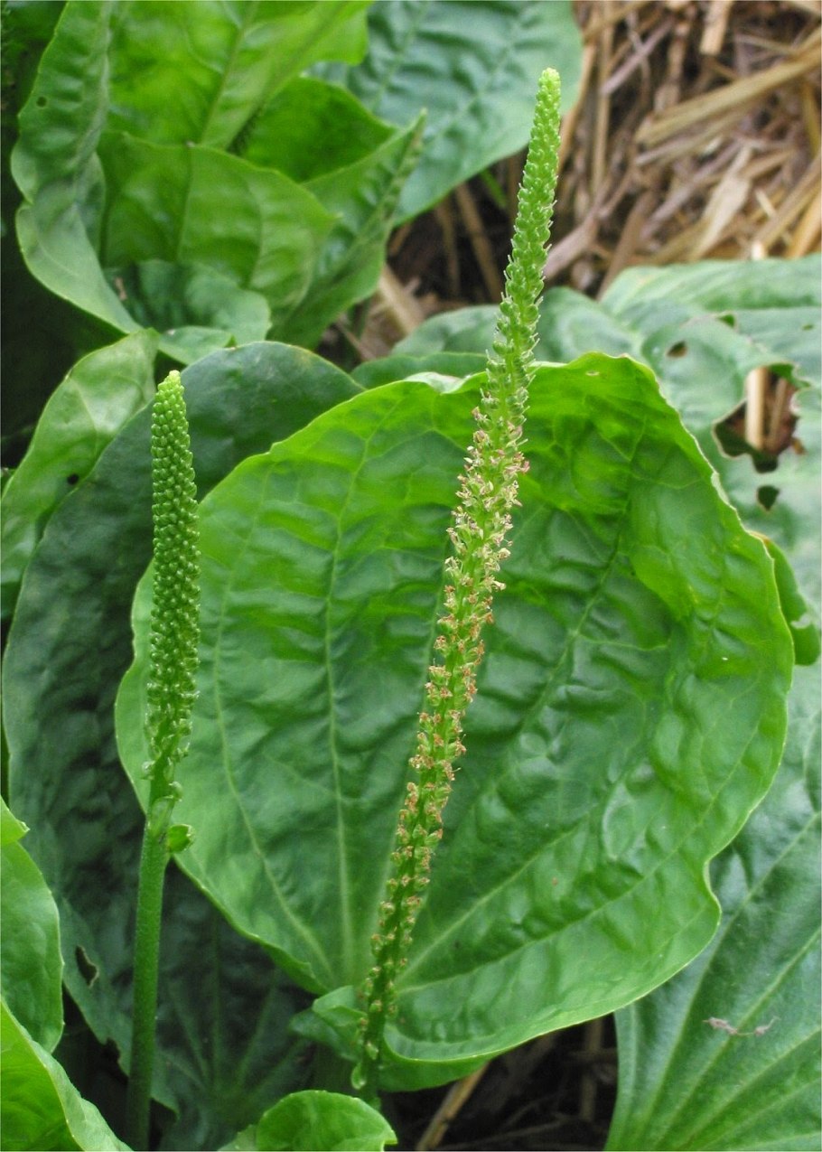 Подорожник Луговой