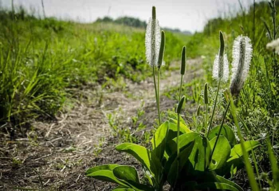 Подорожник Луговой