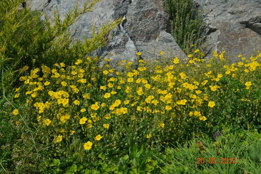 Солнцецвет монетолистный