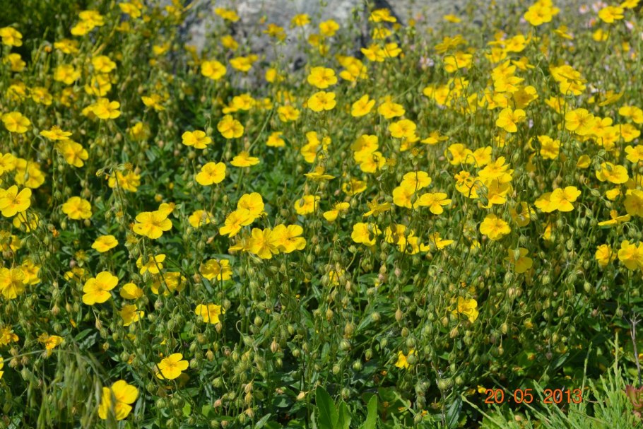Солнцецвет гибридный (Гелиантемум)