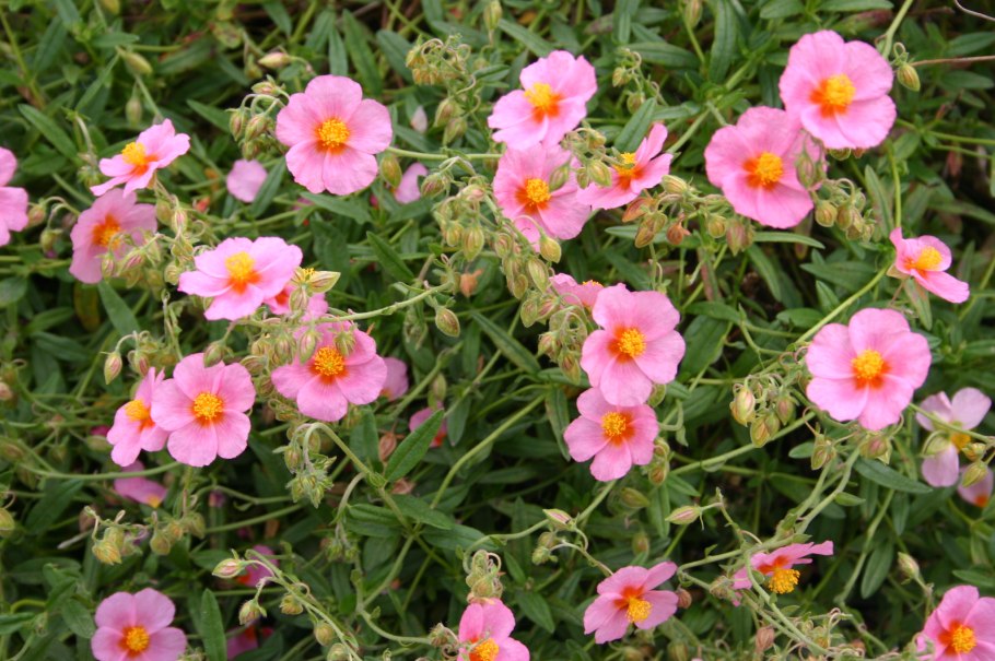 Солнцецвет гибридный "Ben fhada"