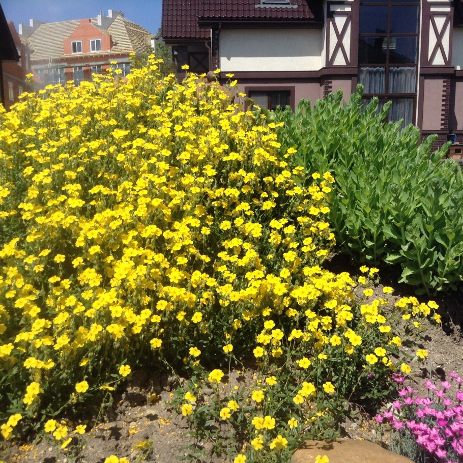 Гелиантемум солнцецвет