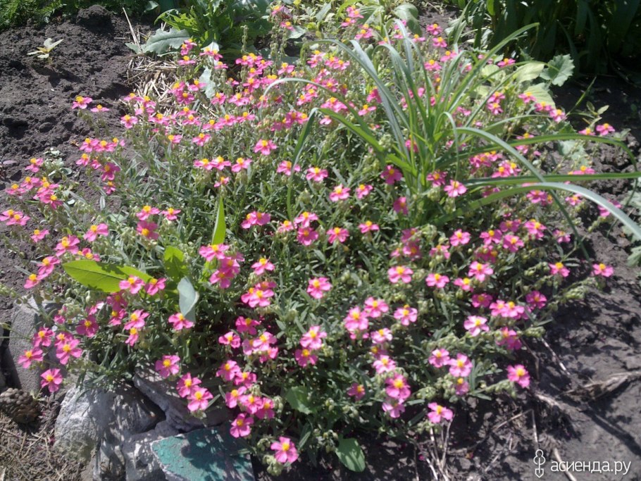 Гелиантемум солнцецвет