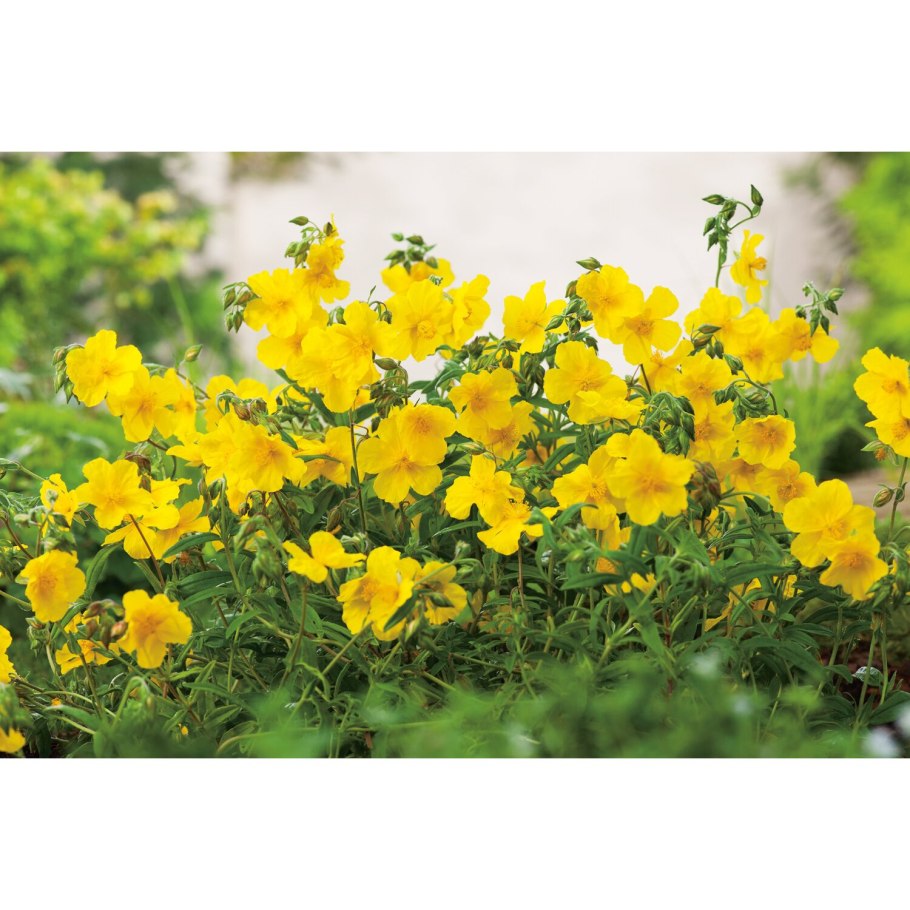 Солнцецвет монетолистный