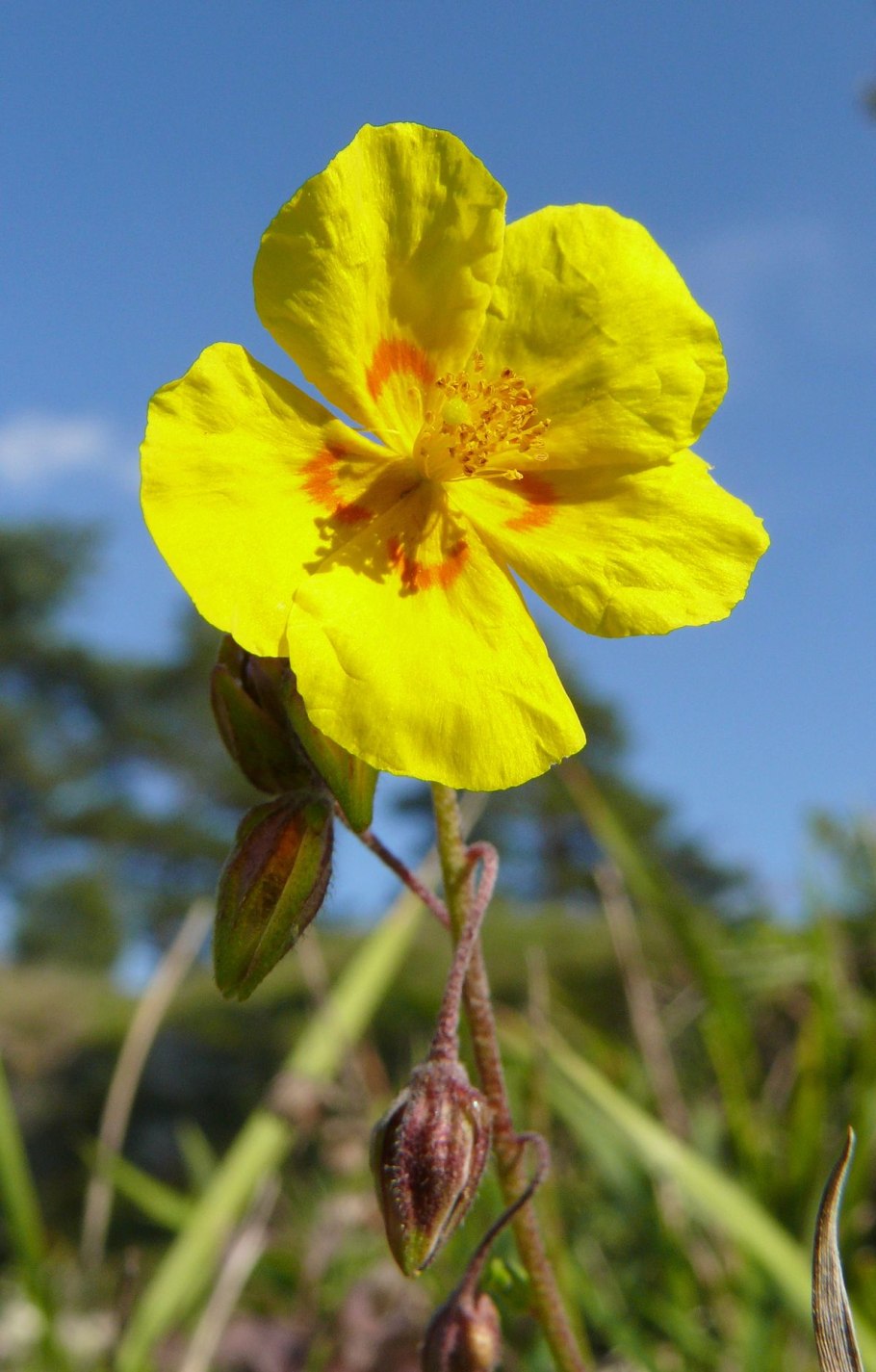 Helianthemum nummularium