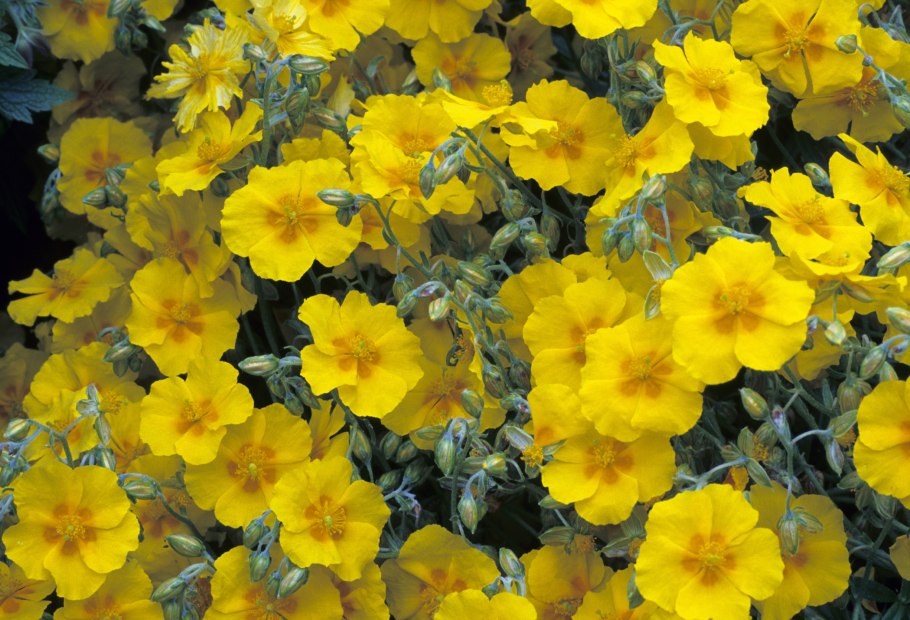 Солнцецвет монетолистный